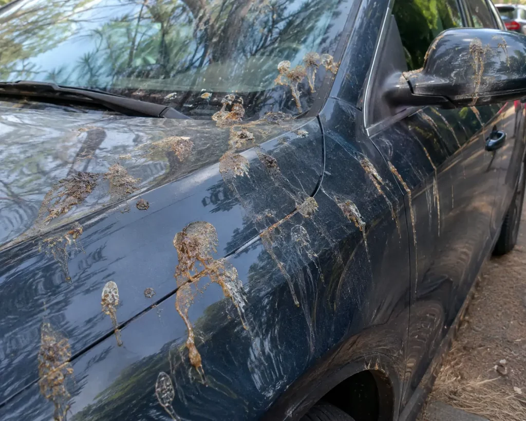 como quitar la resina seca del coche como quitar la resina seca del coche